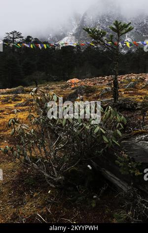 Wildnis des Rhododendron-Schutzgebiets in der Nähe des yumthang-Tals im Herbst, umgeben von den himalaya-Bergen im Norden sikkim, indien Stockfoto