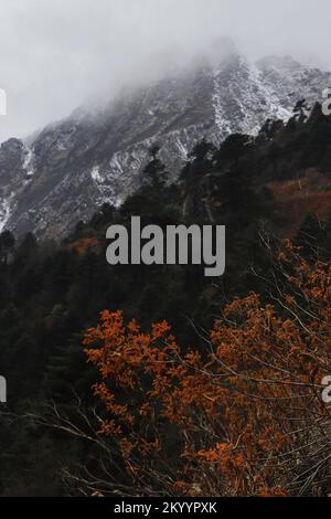 Wildnis des Rhododendron-Schutzgebiets in der Nähe des yumthang-Tals im Herbst, umgeben von den himalaya-Bergen im Norden sikkim, indien Stockfoto