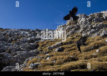 Alpenkeule, die versuchen, sich schnell einen Brotruß zu holen Stockfoto