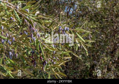 Reife Früchte eines Olivenbaums nahe bei grünem Laub. Ernte. Israel Stockfoto