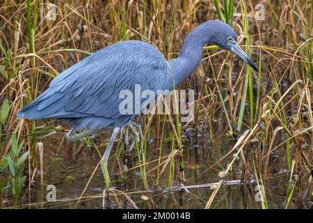 Der Blaureiher waten durch das salzige Sumpfschnurgras in der Nähe von Palencias Tolomato River Boardwalk in St. Augustine, Florida. (USA) Stockfoto
