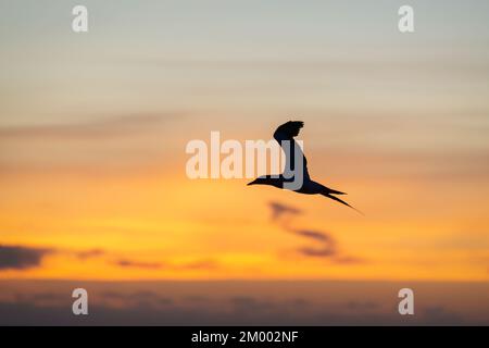 Silhouette Gannet Vogel im Flug bei Sonnenuntergang, Muriwai Beach, Auckland. Stockfoto