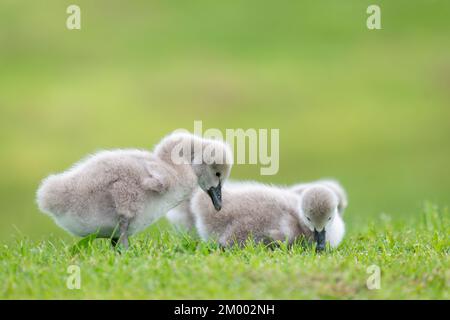 Schwarze Schwanenzygnete, die Gras mit naturgrünem Wiesenhintergrund fressen. Auckland. Stockfoto