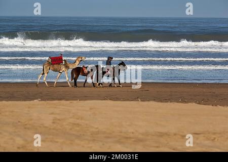 Zwei einheimische Reiter mit drei Pferden und einem Dromedar für Touristen am Strand, Plage Taghart, Küste, Essaouira, Marokko, Afrika Stockfoto