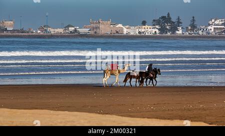 Einheimische Reiter mit Pferden und ein Dromedar für Touristen am Strand, Plage Tagharte am Morgen Dunst, Essaouira, Marokko, Afrika Stockfoto