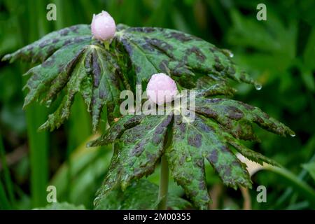 Himalayan May Apple (Sinopodophyllum hexandrum), auch Himalayan Footleaf, Raindrop, Niederlande, genannt Stockfoto