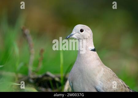 Eurasische Halsentaube (Streptopelia decaocto), Porträt, Naturschutzgebiet Dingdener Heide, Nordrhein-Westfalen, Deutschland, Europa Stockfoto