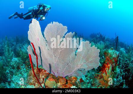 Der Taucher schaut auf den beleuchteten Gemeinen Seefächer (Gorgonia ventalina), karibische Fankorallen, Hornkorallen, Gorgonian, Karibik, Punta Cana, Dominikanische Republik Stockfoto