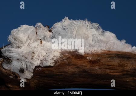 Haare Eis Fruchtkörper weiße wellige Eisnadeln auf einem Ast vor dem blauen Himmel Stockfoto