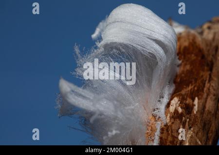 Haare Eis Fruchtkörper weiße wellige Eisnadeln auf einem Ast vor dem blauen Himmel Stockfoto