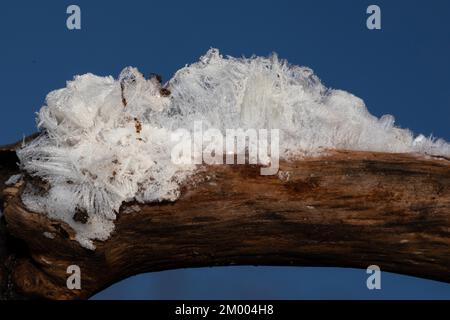 Haare Eis Fruchtkörper weiße wellige Eisnadeln auf einem Ast vor dem blauen Himmel Stockfoto