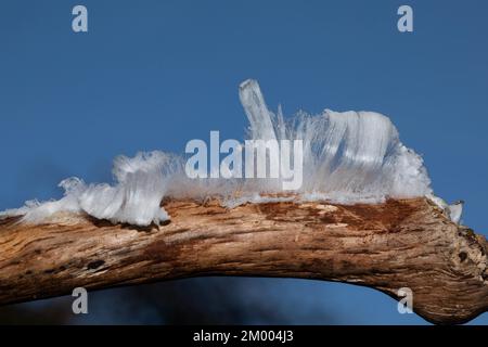 Haare Eis Fruchtkörper weiße wellige Eisnadeln auf einem Ast vor dem blauen Himmel Stockfoto