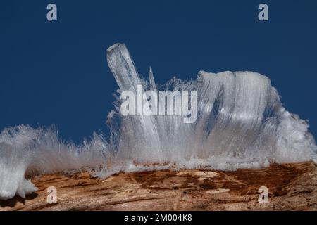 Haare Eis Fruchtkörper weiße wellige Eisnadeln auf einem Ast vor dem blauen Himmel Stockfoto