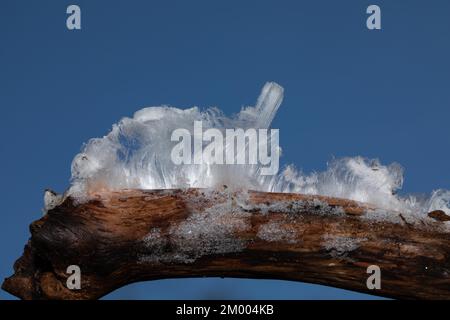 Haare Eis Fruchtkörper weiße wellige Eisnadeln auf einem Ast vor dem blauen Himmel Stockfoto