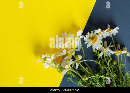 Gänseblümchen Hintergrund Draufsicht. Festliches Design mit Blumenstrauß. Kreativer flacher Schnitt mit Blumenmuster. Eine Zusammensetzung von Wildblumen. Der CO Stockfoto