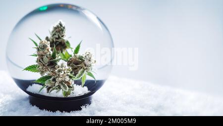 Weihnachtliches Cannabisbanner. Hintergrund der Vorlage für Weihnachten und Neujahr mit Marihuana-Hanfknospen in einer Schneekugel aus Glas mit Schneeflocken und Schnee. Christm Stockfoto