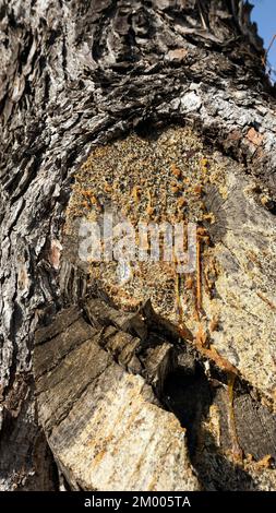 Harz läuft aus einem Baumstamm, Saranda, Albanien, Europa Stockfoto