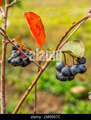 Ein Haufen schwarzer Kakaobeeren, Aronia Melanocarpa, auf dem Zweig eines Busches auf dem Land. Schwarze Früchte sind reich an Vitamin C und Vitamin K. Stockfoto