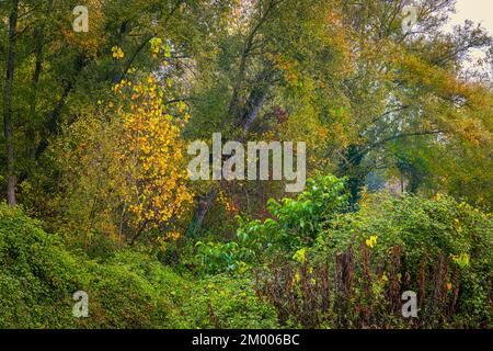 Abruzzen, Wälder mit Pflanzen und Sträuchern gemäßigter und milder Klimaverhältnisse in Herbstform. Abruzzen, Italien, Europa Stockfoto