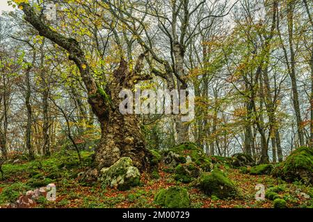 Altes rotes Ahorn im Naturschutzgebiet Bosco di Sant'Antonio, umgeben von jungen Buchenbäumen. Steine mit Moos und herbstbraunen Blättern. Abruzzen, Italien, Stockfoto