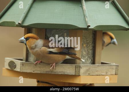 Zwei männliche Falken (Coccothraustes coccothraustes) in der Vogelzucht in Bad Schönborn, Baden-Württemberg, Deutschland, Europa Stockfoto