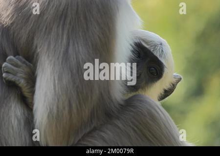 Nördliche Tiefebene Graulangur (Semnopithecus entellus), zwei, Mutter, jung, versteckt, Kopf, schau, schau raus, gefangen Stockfoto