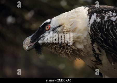 Bartgeier (Gypaetus barbatus), Porträt, Kopf, Detail, Bartgeier, Alte Welt Geier (Aegypiinae), Geier, Falken-ähnliche, Accipitridae, Vögel Stockfoto