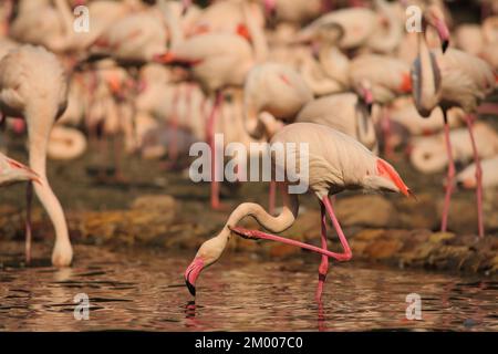 Kubanischer Flamingo, Truppe, Gruppe, Bein, Kopf, Gefiederpflege, Stehen, Wasser, amerikanischer Flamingo (Phoenicopterus ruber), Phoenicopterus, Phoenicopteridae, fl Stockfoto