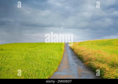 Die schmale Feldstraße führt zwischen zwei üppig grünen Grasfeldern, Sommer Gewitteratmosphäre im Züricher Oberland, Hombrechtikon, Schweiz, Europa Stockfoto