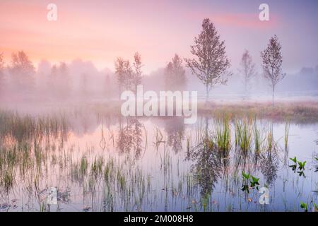 In einem rosafarbenen Morgenhimmel spiegeln sich im Wasser des Herbstmoors nahe Les Ponts-de-Martel, Kanton Neuc, Nebel- und Birkenbäume wider Stockfoto