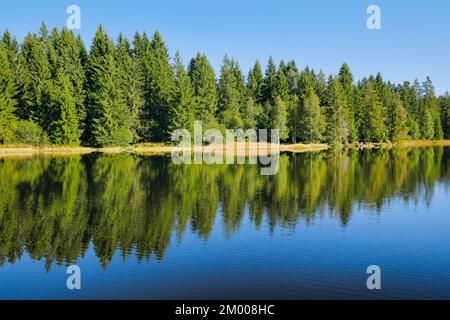 Der Wald am Ufer der Etang de la Gruère spiegelt sich in den stillen Gewässern des Moorsees, des Kantons Jura, der Schweiz, Europas wider Stockfoto