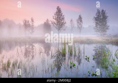 In einem rosafarbenen Morgenhimmel spiegeln sich im Wasser des Herbstmoors nahe Les Ponts-de-Martel, Kanton Neuc, Nebel- und Birkenbäume wider Stockfoto