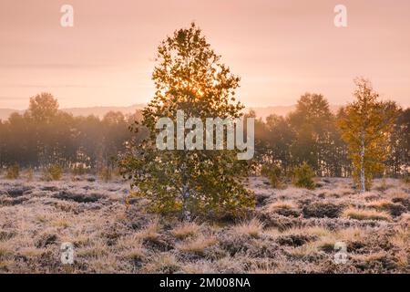 Birkenbäume im pastellfarbenen Morgengrauen in einem Moor, das mit Heidekraut, Nebel und Reifrieden überwuchert ist, zeugen von der kalten Frühherbstnacht bei Brot-Plam Stockfoto