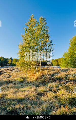 Gelbe Birken im Morgenlicht auf einem mit Heidekraut überwucherten Moor in der Nähe von Les Ponts-de-Martel im Kanton Neuchâtel, Schweiz, Europa Stockfoto