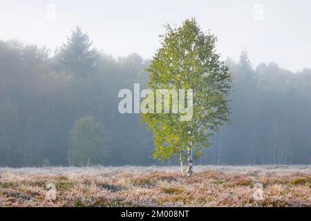 Eine einzige Birke steht im pastellfarbenen Morgenlicht in einem Moor, bedeckt mit Heidekraut, Nebel und Reifrieden, sind ein Beweis für die kalte Frühherbstnacht Stockfoto