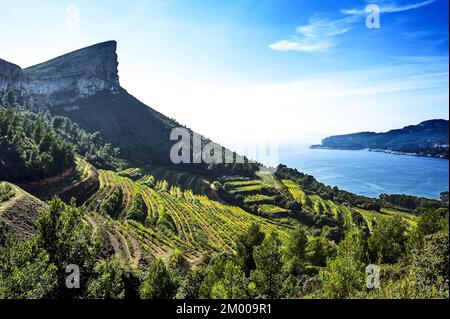 Frankreich. Bouche-du-Rhône (13), Region Cassis. Weinbaugebiet von Bagnol Stockfoto