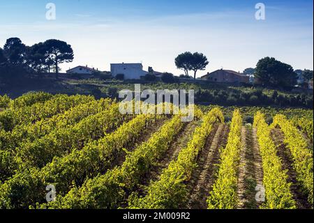 Frankreich. Bouche-du-Rhône (13), Region Cassis. Weinbaugebiet von Bagnol Stockfoto