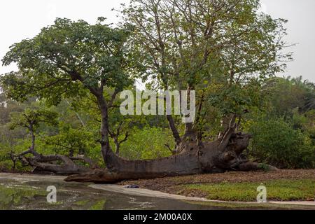 Gefallener und nachwachsender afrikanischer Baobab-Baum (Adansonia digitata) in der Nähe des Wassers Stockfoto