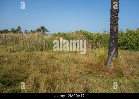 Bauernfelder mit Palmen und trockenen Reisfeldern in Westafrika Stockfoto