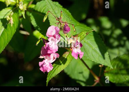 Blüten und Blätter von Himalaya-Balsam (Impatiens glandulifera), isoliert auf einem natürlichen grünen Sommerwaldhintergrund Stockfoto
