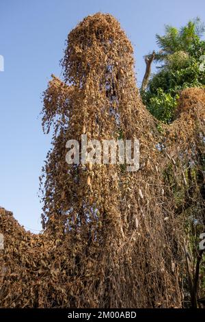 Riesige getrocknete Luffa- oder Luffa-Früchte (Familie Cucurbitaceae), die in Westafrika wild wachsen Stockfoto