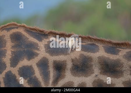 Ein wunderschöner Vogel auf einem Giraffenhals in Afrika Stockfoto