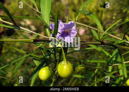 Australien, Tasmanischer Kangaroo Apfel benannt Poroporo von Aborigines Stockfoto