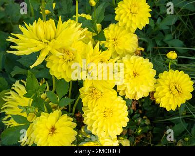 Eine leuchtend cremefarbene gelbe Blume der beliebten Dahlia-Gartenpflanze im Freien. Nahaufnahme. Stockfoto