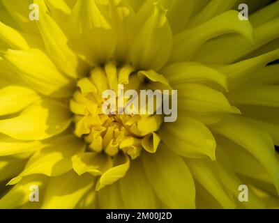 Eine leuchtend cremefarbene gelbe Blume der beliebten Dahlia-Gartenpflanze im Freien. Nahaufnahme. Stockfoto