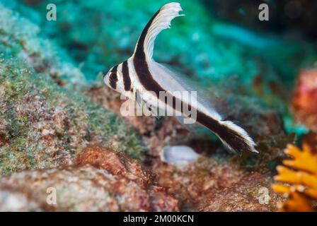 Unterwasserszene mit einer wilden, juvenilen, gefleckten Trommel während des Tauchens Stockfoto