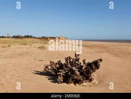 Skelettbäume liegen am Strand von Covehithe, Suffolk, Großbritannien Stockfoto
