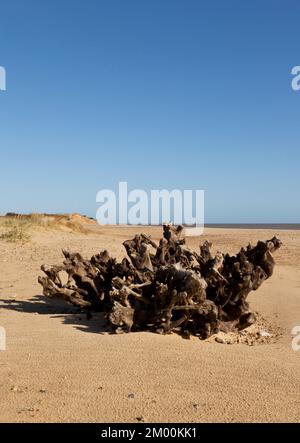 Skelettbäume liegen am Strand von Covehithe, Suffolk, Großbritannien Stockfoto