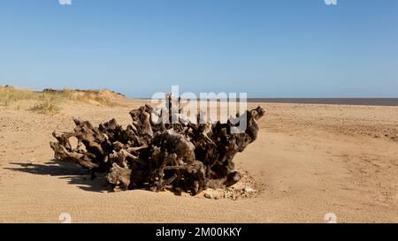 Skelettbäume liegen am Strand von Covehithe, Suffolk, Großbritannien Stockfoto