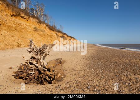 Skelettbäume liegen am Strand von Covehithe, Suffolk, Großbritannien Stockfoto